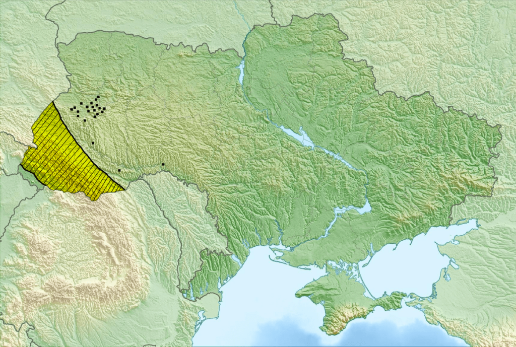 Білоцвіт Закарпаття