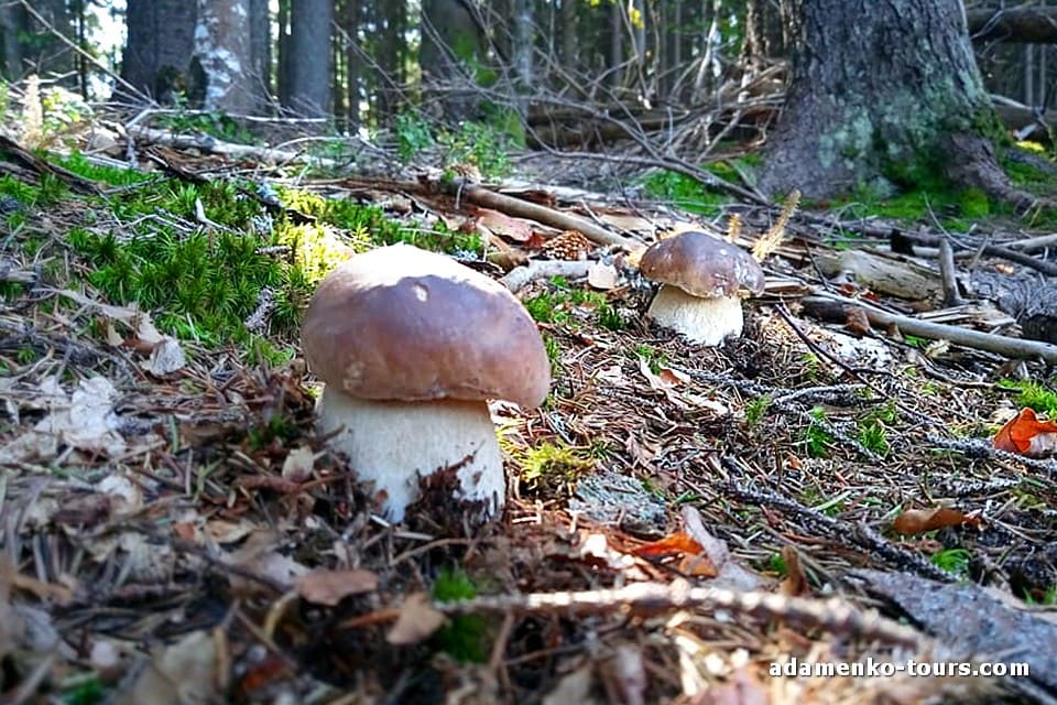 Білі гриби Закарпаття