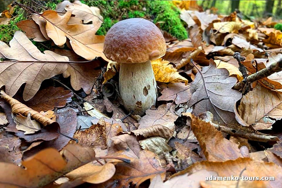 Білі гриби Закарпаття