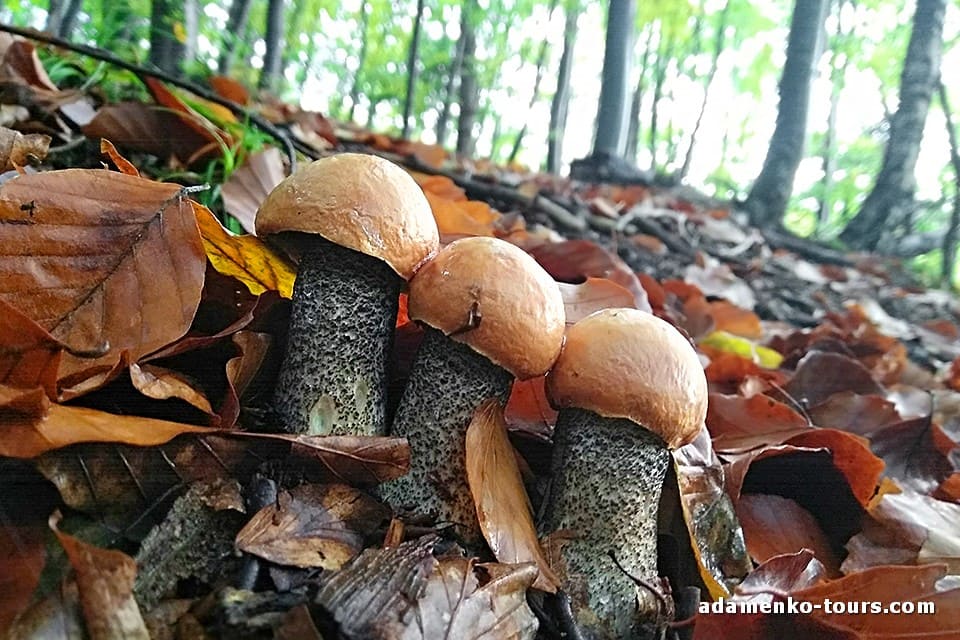 Белые грибы Закарпатья