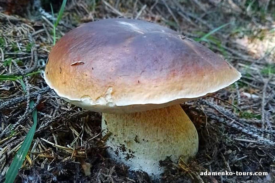 Білі гриби Закарпаття