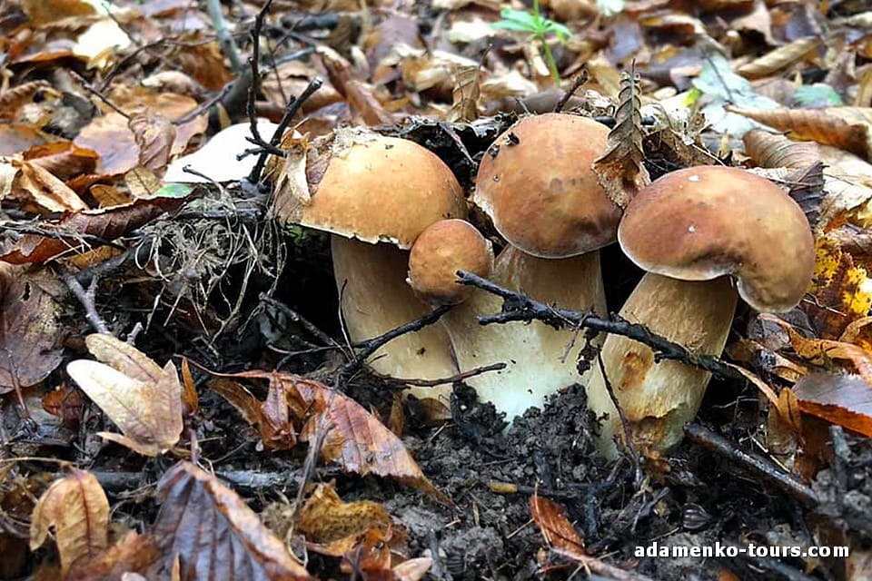 Білі гриби Закарпаття