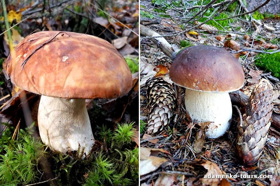 Білі гриби Закарпаття