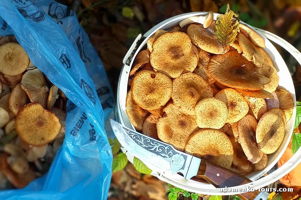 Білі гриби Закарпаття