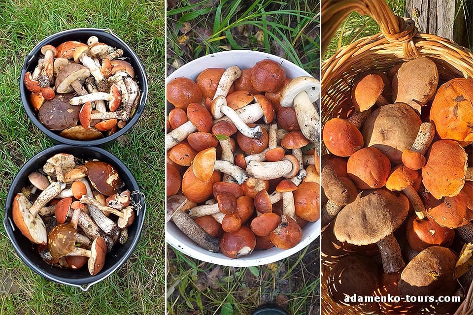 Білі гриби Закарпаття