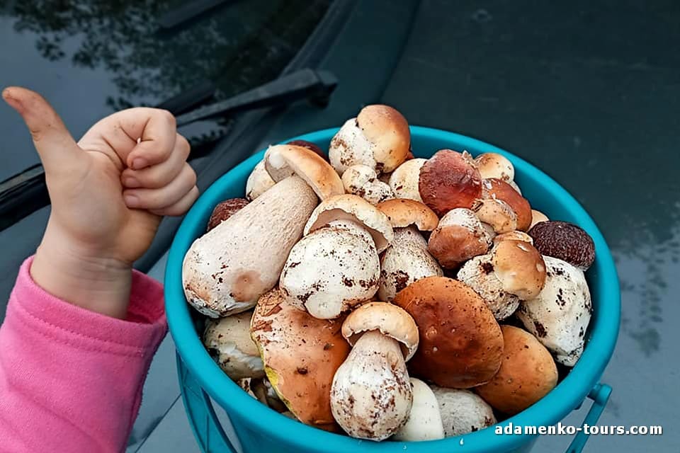 Білі гриби Закарпаття