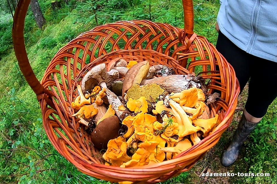 Білі гриби Закарпаття