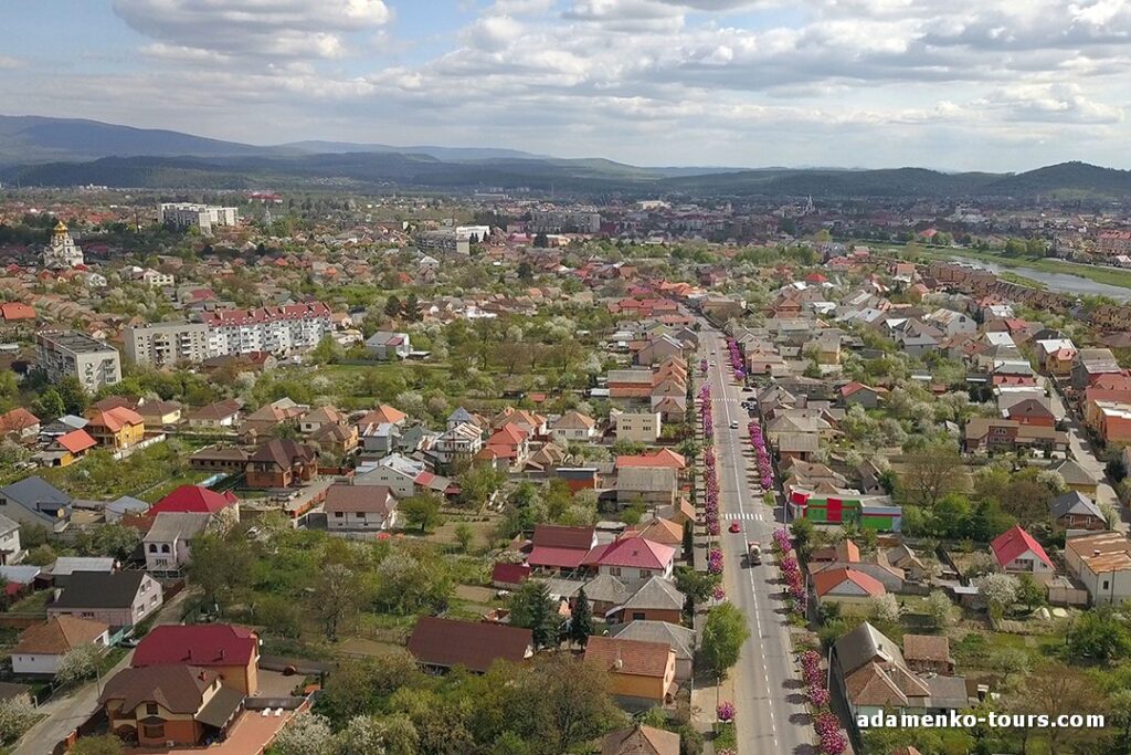 Найдовша алея сакур в Закарпатті. Мукачівські сакури. Сакури Закарпаття. Мукачевские сакуры. Сакуры Закарпатья.