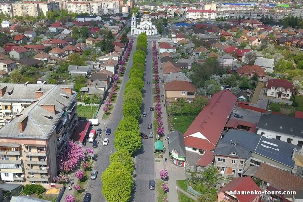 Мукачівські сакури. Сакури Закарпаття. Мукачевские сакуры. Сакуры Закарпатья.