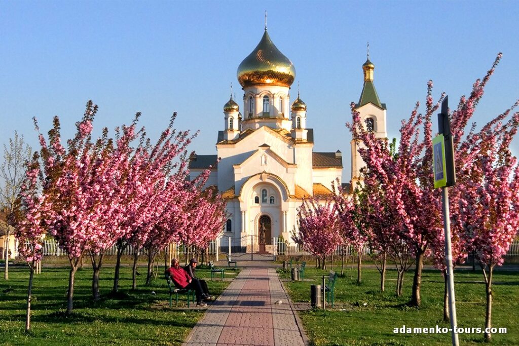 Мукачівські сакури. Сакури Закарпаття. Мукачевские сакуры. Сакуры Закарпатья.