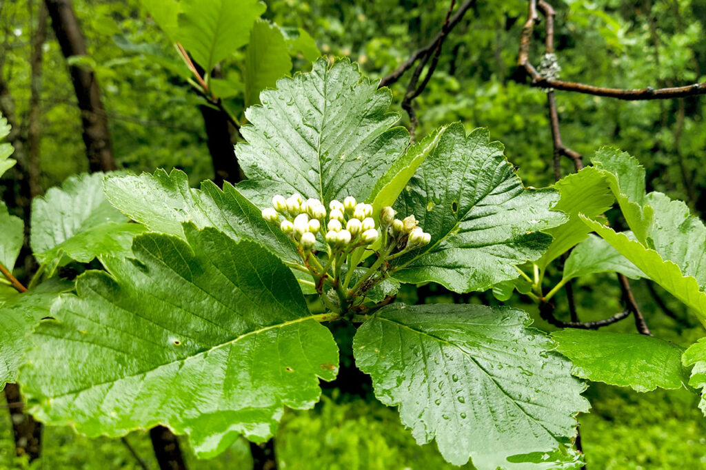 Шафрани, дендрарій, Леопарк