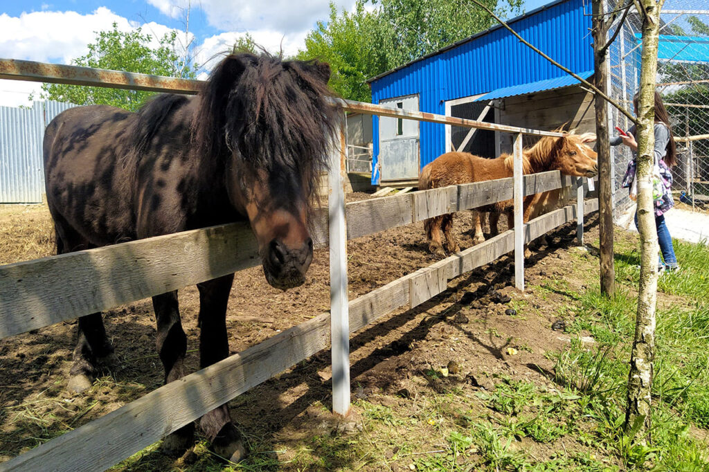 Шафрани, дендрарій, Леопарк