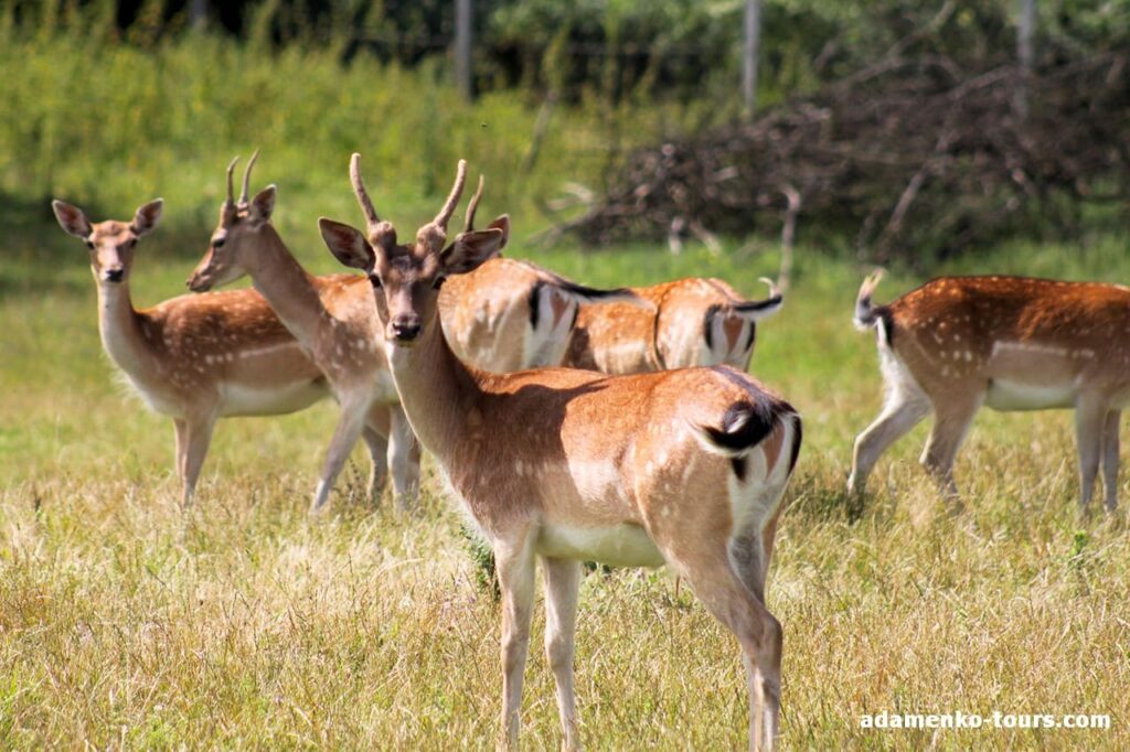 Екскурсія в Доробратово