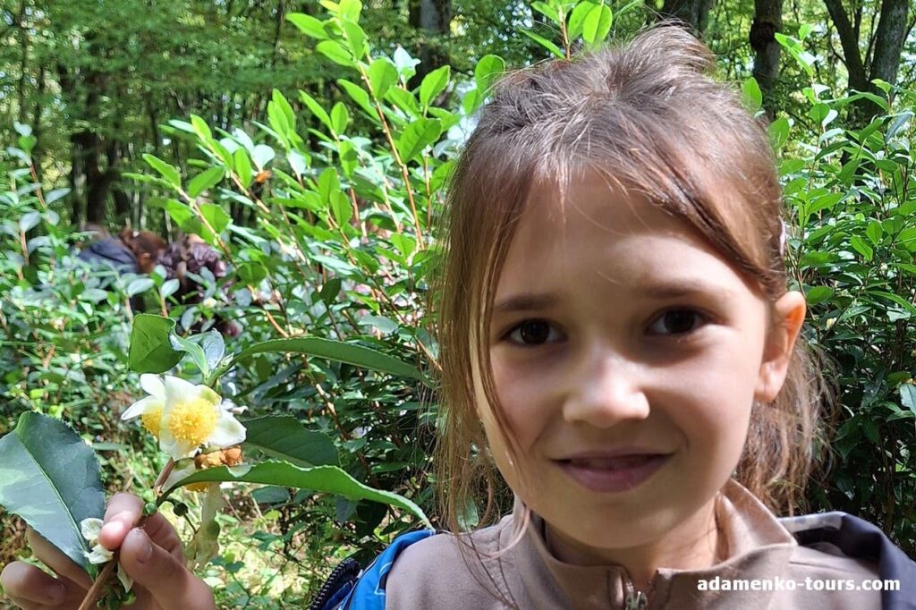 екскурсія на чайну плантацію