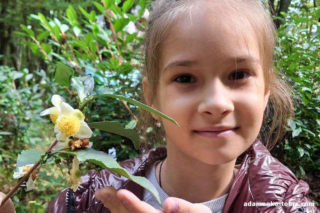 екскурсія на чайну плантацію