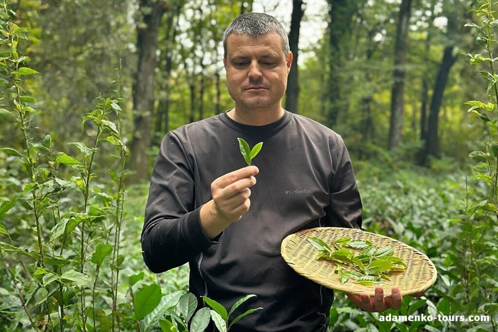 екскурсія на чайну плантацію