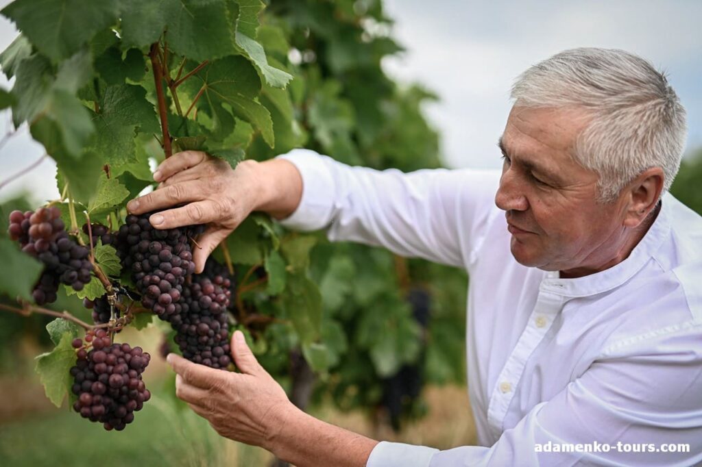 дегустація вин Шато Паук (Chateau Pauk)